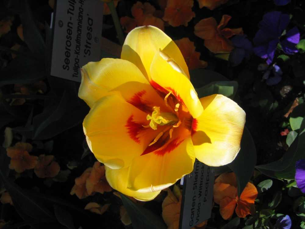Tulipa kaufmanniana 'Stresa' (Frühblühende Tulpe)